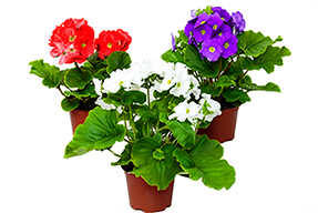 Complex Clipping path Service with retouch