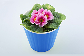 Cutout image service